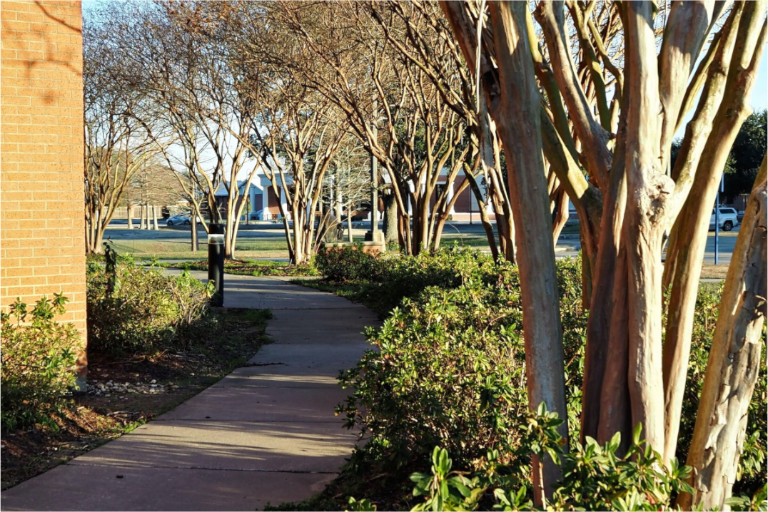 Main image Picard trees