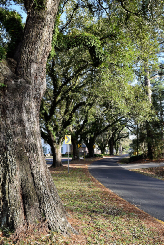 Main image East Bayou trees
