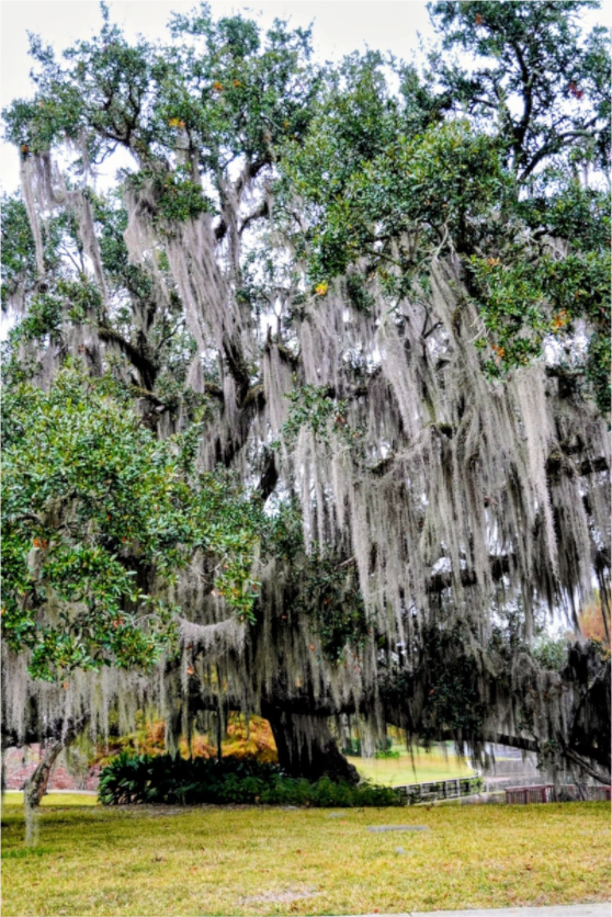 Main image River Ranch tree.2
