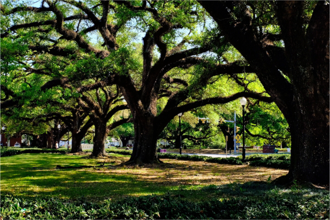 Main image Campus trees
