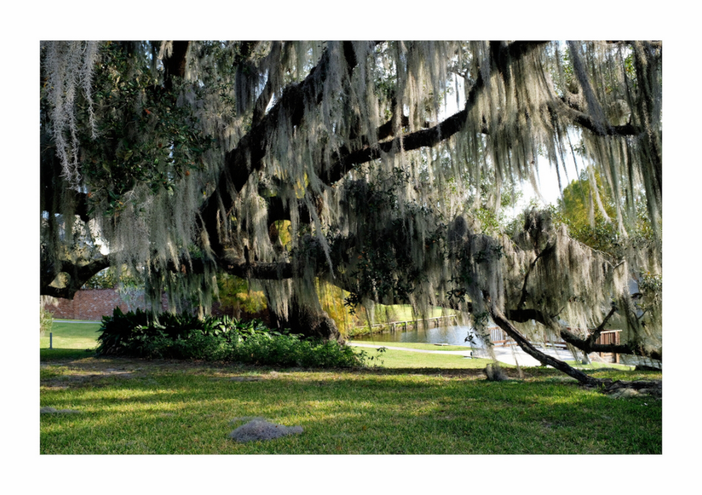 Main image River Ranch Tree